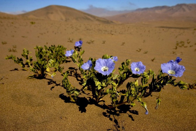 fiori-del-deserto-1