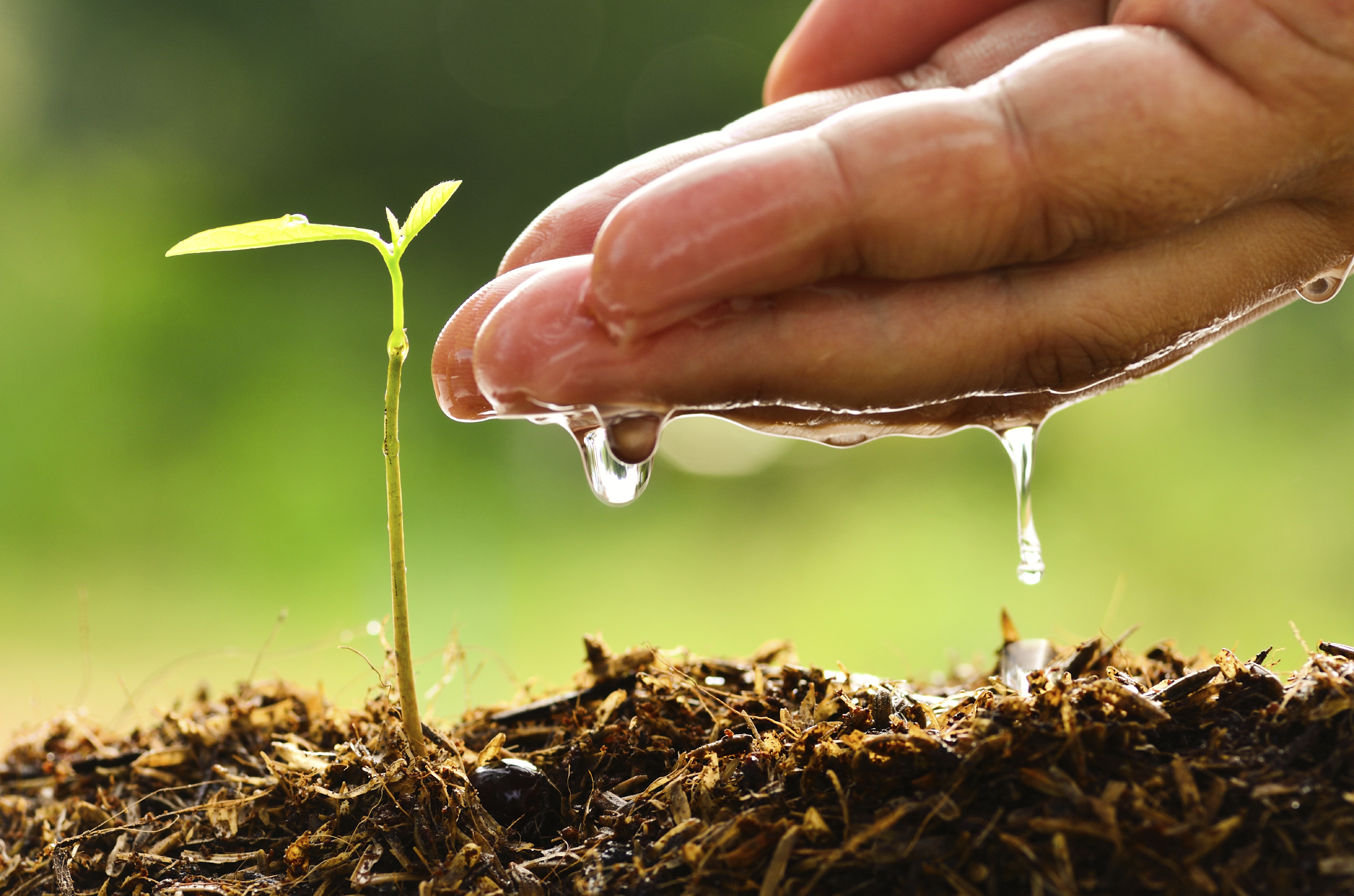 watering a tree