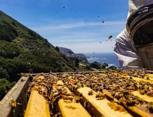 Capacità organizzativa: cos’è e come valorizzarla.