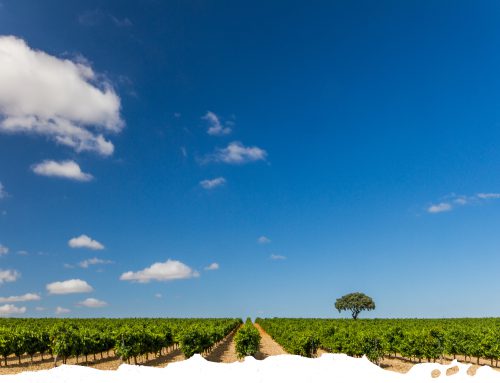 21 settembre 2021 partecipa a: “Sostenibilità ed economia circolare per lo sviluppo strategico del vitivinicolo siciliano”